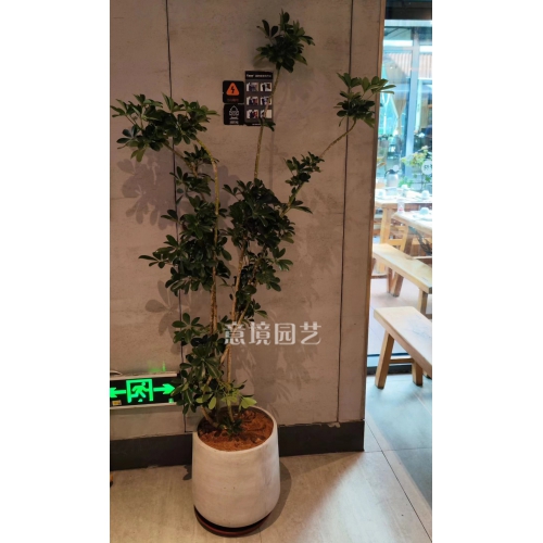 造型鴨掌木