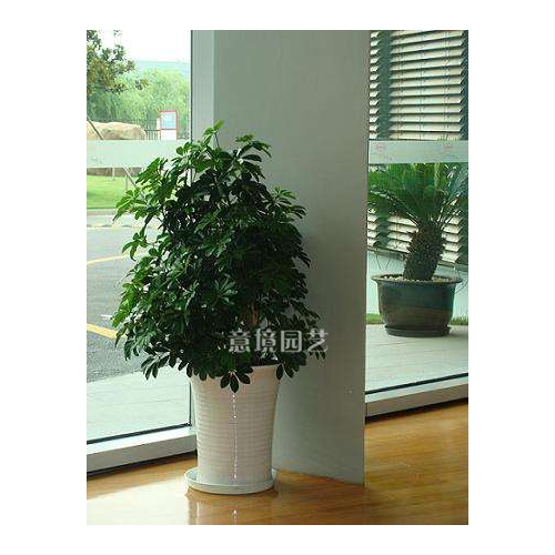鴨掌木