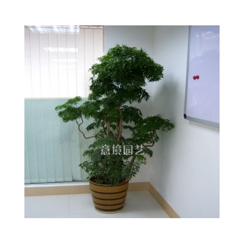 福綠桐