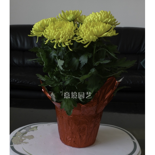 黃菊花