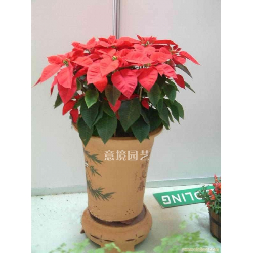 一品紅