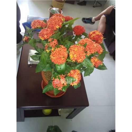 龍船花