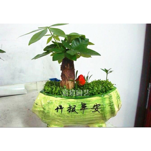 小發(fā)財樹