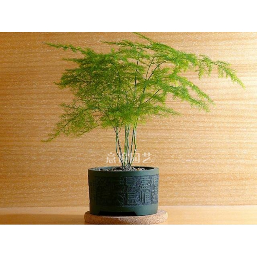 文竹